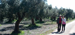 Azienda olivicola Tropea